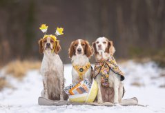 Frequent Asked Questions